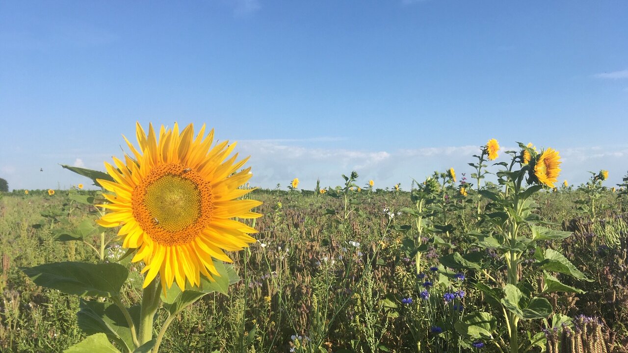 Ein sonniges Feld voller Sonnenblumen unter einem blauen Himmel. Im Vordergrund steht eine große, leuchtend gelbe Sonnenblume mit grünen Blättern. Im Hintergrund sind weitere Sonnenblumen und wild blühende Pflanzen zu sehen.