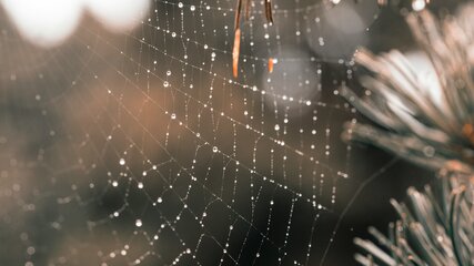 Ein Netz einer Spinne ist mit Wassertropfen bedeckt, die im Licht glänzen. Der Hintergrund ist unscharf, mit einer natürlichen, erdigen Farbpalette, die eine ruhige, morgendliche Atmosphäre vermittelt. Die Struktur des Netzes ist deutlich sichtbar und zeigt die filigranen Fäden.