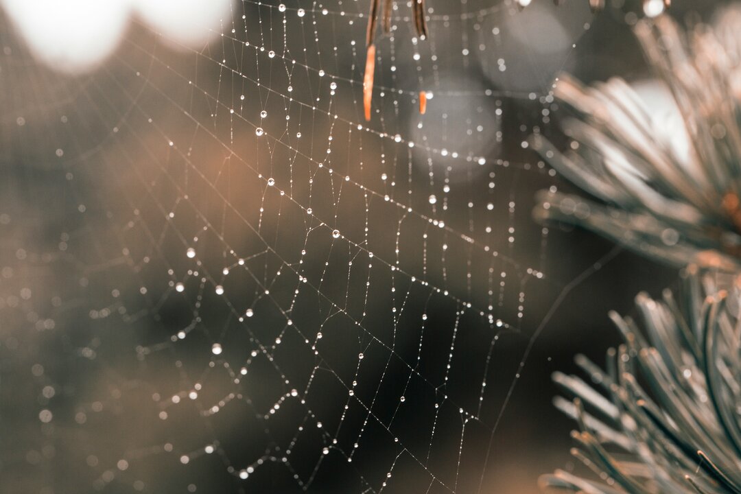 Ein Netz einer Spinne ist mit Wassertropfen bedeckt, die im Licht glänzen. Der Hintergrund ist unscharf, mit einer natürlichen, erdigen Farbpalette, die eine ruhige, morgendliche Atmosphäre vermittelt. Die Struktur des Netzes ist deutlich sichtbar und zeigt die filigranen Fäden.
