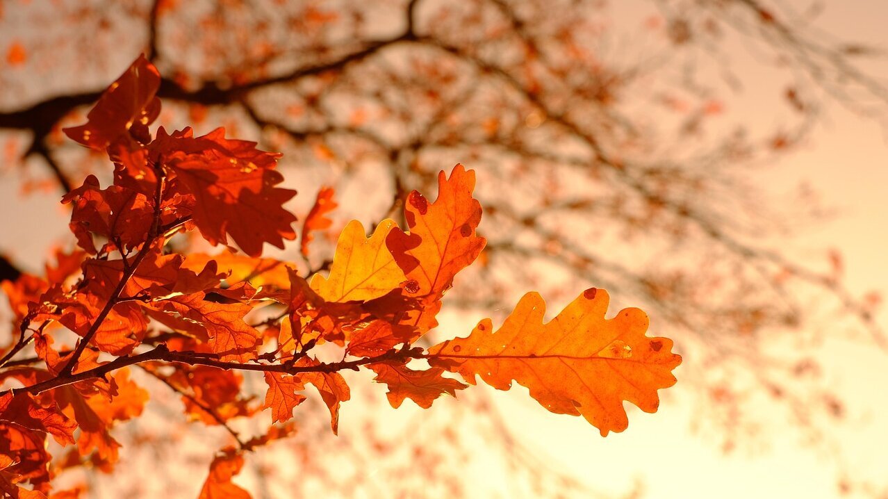 Ein Zweig mit leuchtend orangefarbenen Eichblättern schimmert im Sonnenlicht. Der Hintergrund zeigt verschwommen verzweigte Äste, die die herbstliche Atmosphäre verstärken.