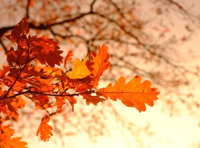 Ein Zweig mit leuchtend orangefarbenen Eichblättern schimmert im Sonnenlicht. Der Hintergrund zeigt verschwommen verzweigte Äste, die die herbstliche Atmosphäre verstärken.