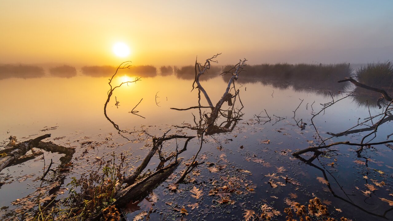 Der Sonnenaufgang über einem nebligen Gewässer, umgeben von Ästen und Lianen, reflektiert sich im Wasser. Herbstliche Blätter treiben an der Oberfläche. In der Ferne sind grüne Büsche zu erkennen. Eine ruhige, friedliche Naturszene.