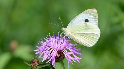 Ein schneeweißer Schmetterling sitzt auf einer lila Blume. Die Blume hat zahlreiche zarte Blütenblätter und ist umgeben von grünem Hintergrund. Der Schmetterling hat eine schwarze Stelle auf seinen Flügeln, was ihn von anderen Arten unterscheidet.