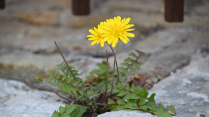 Eine gelbe Blume, vermutlich ein Löwenzahn, wächst zwischen Steinen. Die grünen Blätter umgeben den Blütenstiel, der senkrecht nach oben ragt. Das Bild zeigt die Widerstandsfähigkeit der Natur, da die Blume aus einem Riss im Boden blüht.