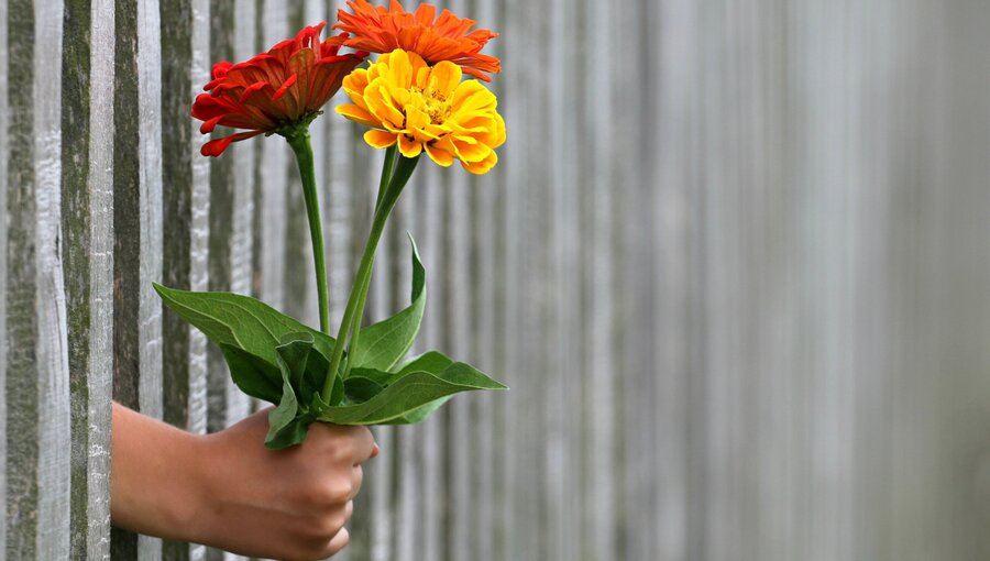 Eine Hand reicht durch eine Lücke in einem Zaun und hält einen Strauß aus roten, orangefarbenen und gelben Blumen. Die Blumen stehen in starkem Kontrast zum grauen Zaun im Hintergrund.