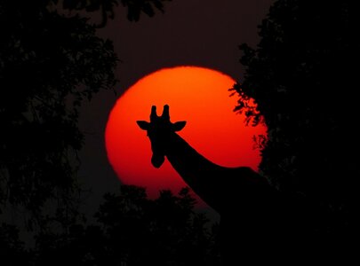 Die Silhouette einer Giraffe ist vor einem leuchtend roten Sonnenuntergang zu sehen. Der Hintergrund besteht aus dunklen Bäumen, die die Giraffe umrahmen und die ruhige Atmosphäre des abendlichen Moments verstärken.