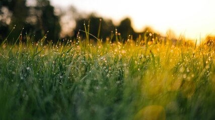 Eine Wiese im Morgenlicht, bedeckt mit Tautropfen, die im Sonnenlicht funkeln. Die Grashalme sind grün und frisch, während der Hintergrund sanft vermischt mit dunklen grünen Bäumen ist. Die Atmosphäre vermittelt einen ruhigen und natürlichen Moment.