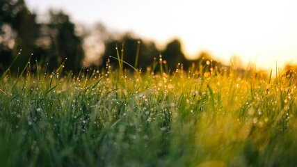 Eine Wiese im Morgenlicht, bedeckt mit Tautropfen, die im Sonnenlicht funkeln. Die Grashalme sind grün und frisch, während der Hintergrund sanft vermischt mit dunklen grünen Bäumen ist. Die Atmosphäre vermittelt einen ruhigen und natürlichen Moment.
