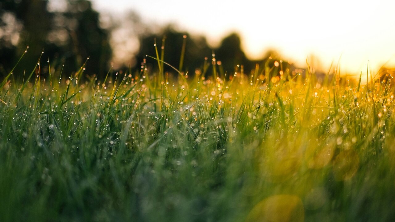 Eine Wiese im Morgenlicht, bedeckt mit Tautropfen, die im Sonnenlicht funkeln. Die Grashalme sind grün und frisch, während der Hintergrund sanft vermischt mit dunklen grünen Bäumen ist. Die Atmosphäre vermittelt einen ruhigen und natürlichen Moment.
