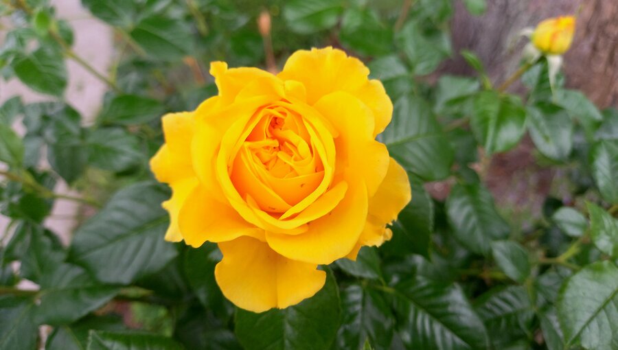 Eine leuchtend gelbe Rose blüht inmitten von grünen Blättern. Die Blütenblätter sind dicht gewunden und strahlen eine fröhliche Farbe aus. Die Umgebung ist unscharf, wodurch die Rose im Fokus steht.