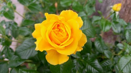 Eine leuchtend gelbe Rose blüht inmitten von grünen Blättern. Die Blütenblätter sind dicht gewunden und strahlen eine fröhliche Farbe aus. Die Umgebung ist unscharf, wodurch die Rose im Fokus steht.