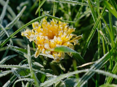 Eine gelbe Blume mit frostigen, glitzernden Kristallen steht zwischen grünem Gras. Der Frost gibt der Blüte einen besonderen Glanz, während das frische Gras im Hintergrund zu sehen ist.