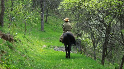 Ein Reiter in einer braunen Jacke und einem Hut sitzt auf einem schwarzen Pferd und reitet einen schmalen, grünen Pfad durch einen bewaldeten Bereich mit frischen, grünen Bäumen und Wiese. Die Szene vermittelt ein Gefühl von Ruhe und Natur.