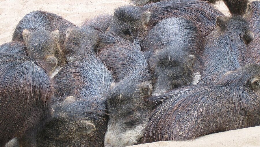 Eine Gruppe von Wildschweinen liegt eng beieinander auf sandigem Boden. Ihre borstige Fellfarbe variiert zwischen Dunkelbraun und Grau. Einige Tiere sind sichtbar, während andere teilweise verdeckt sind. Die Szene vermittelt ein Gefühl von Nähe und Gemeinschaft.