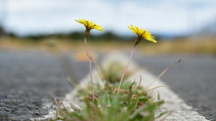 Zwei gelbe Löwenzahnblumen wachsen zwischen Rissen auf einer Straße. Im Hintergrund sind verschwommene Gräser und ein bewölkter Himmel sichtbar, was eine Atmosphäre der Natur in einem städtischen Umfeld vermittelt.