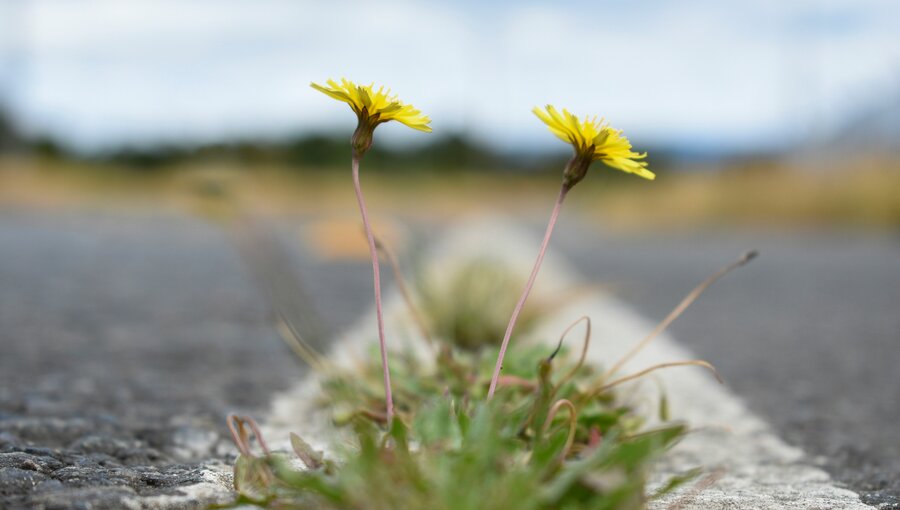 Zwei gelbe Löwenzahnblumen wachsen zwischen Rissen auf einer Straße. Im Hintergrund sind verschwommene Gräser und ein bewölkter Himmel sichtbar, was eine Atmosphäre der Natur in einem städtischen Umfeld vermittelt.