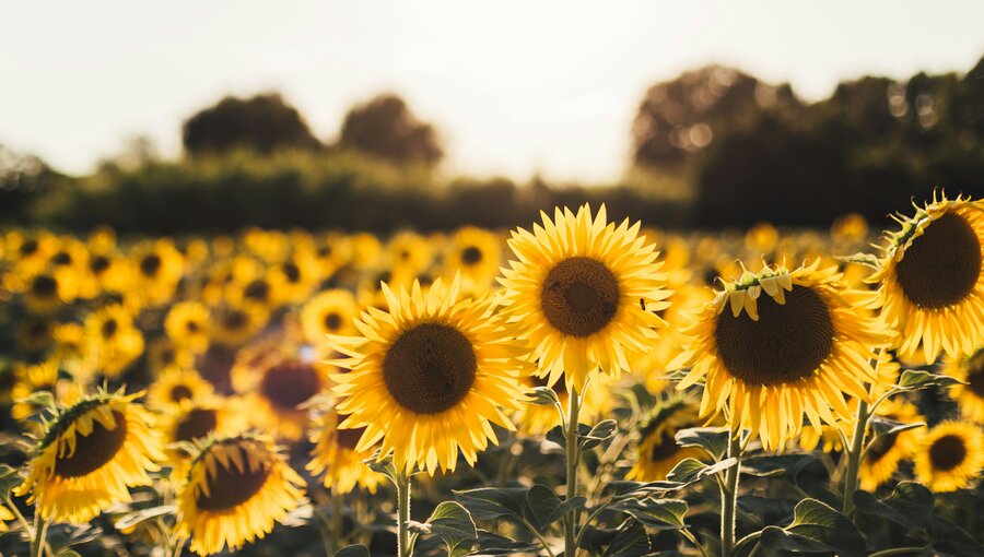 Ein Feld mit strahlenden Sonnenblumen, die zur Sonne gerichtet sind. Die Blüten leuchten in einem intensiven Gelb, umgeben von grünen Blättern. Im Hintergrund sind weitere Sonnenblumen sichtbar, während die Sonne sanft untergeht und eine warme Atmosphäre schafft.