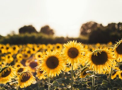 Ein Feld mit strahlenden Sonnenblumen, die zur Sonne gerichtet sind. Die Blüten leuchten in einem intensiven Gelb, umgeben von grünen Blättern. Im Hintergrund sind weitere Sonnenblumen sichtbar, während die Sonne sanft untergeht und eine warme Atmosphäre schafft.