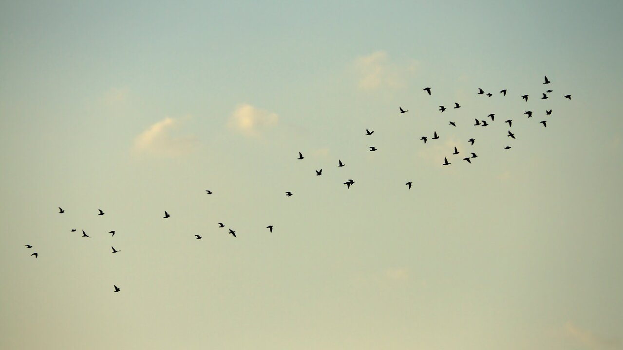 Eine Gruppe von Vögeln fliegt in einer V-Formation über einen hellblauen Himmel mit wenigen Wolken. Die Vögel sind in verschiedenen Flugpositionen angeordnet und scheinen sich in eine Richtung zu bewegen.
