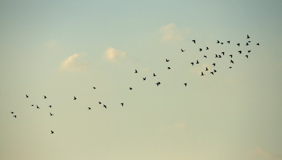 Eine Gruppe von Vögeln fliegt in einer V-Formation über einen hellblauen Himmel mit wenigen Wolken. Die Vögel sind in verschiedenen Flugpositionen angeordnet und scheinen sich in eine Richtung zu bewegen.