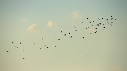 Eine Gruppe von Vögeln fliegt in einer V-Formation über einen hellblauen Himmel mit wenigen Wolken. Die Vögel sind in verschiedenen Flugpositionen angeordnet und scheinen sich in eine Richtung zu bewegen.