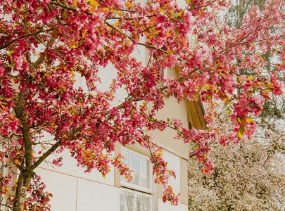 Ein blühender Baum mit pinken Blüten steht neben einem hellen Haus. Im Hintergrund sind weitere Bäume zu sehen, die ebenfalls blühen. Die Szene vermittelt ein Gefühl von Frühling und natürlicher Schönheit.