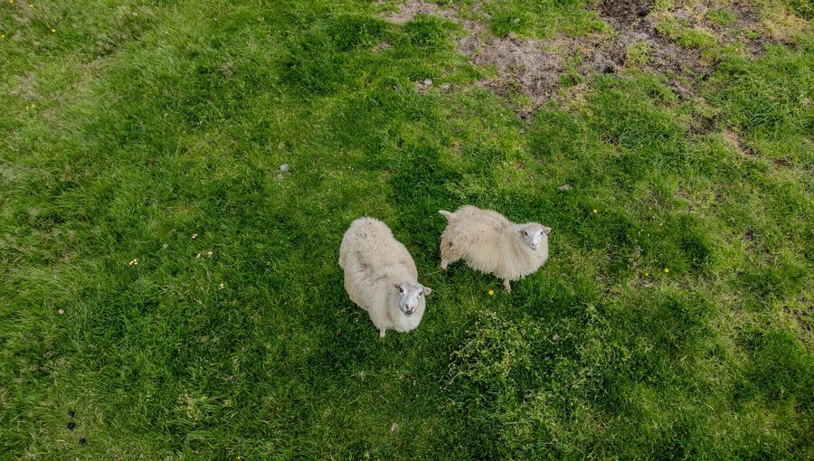 Zwei Schafe stehen auf einer grünen Wiese. Sie schauen direkt in die Kamera. Das Gras um sie herum ist unterschiedlich hoch, und der Boden zeigt einige braune Flecken. Die Schafe haben ein weiches, wolliges Fell.