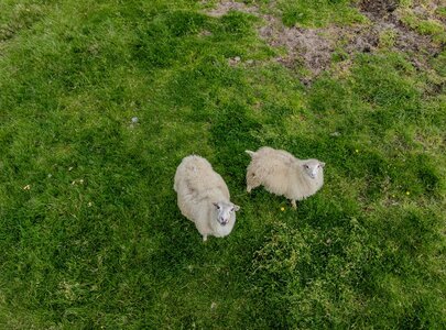 Zwei Schafe stehen auf einer grünen Wiese. Sie schauen direkt in die Kamera. Das Gras um sie herum ist unterschiedlich hoch, und der Boden zeigt einige braune Flecken. Die Schafe haben ein weiches, wolliges Fell.