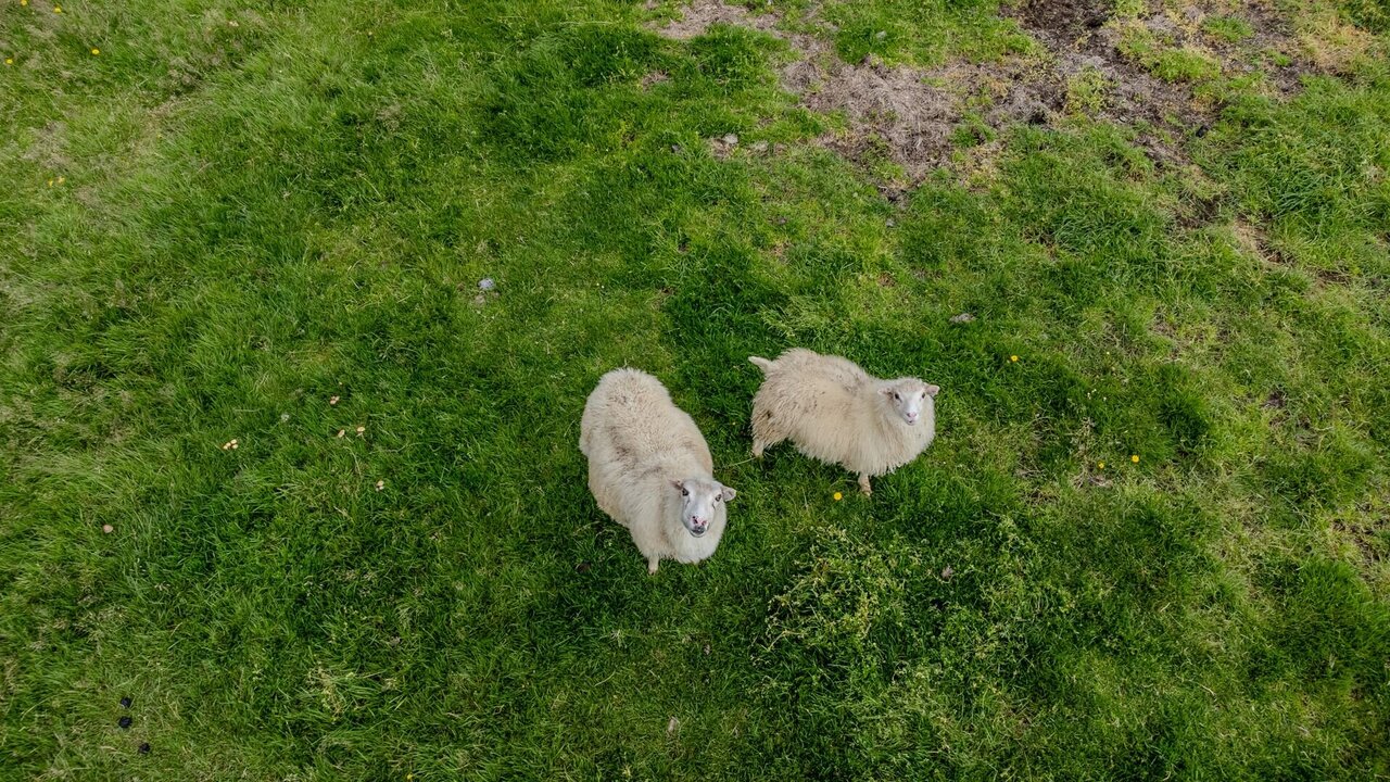 Zwei Schafe stehen auf einer grünen Wiese. Sie schauen direkt in die Kamera. Das Gras um sie herum ist unterschiedlich hoch, und der Boden zeigt einige braune Flecken. Die Schafe haben ein weiches, wolliges Fell.