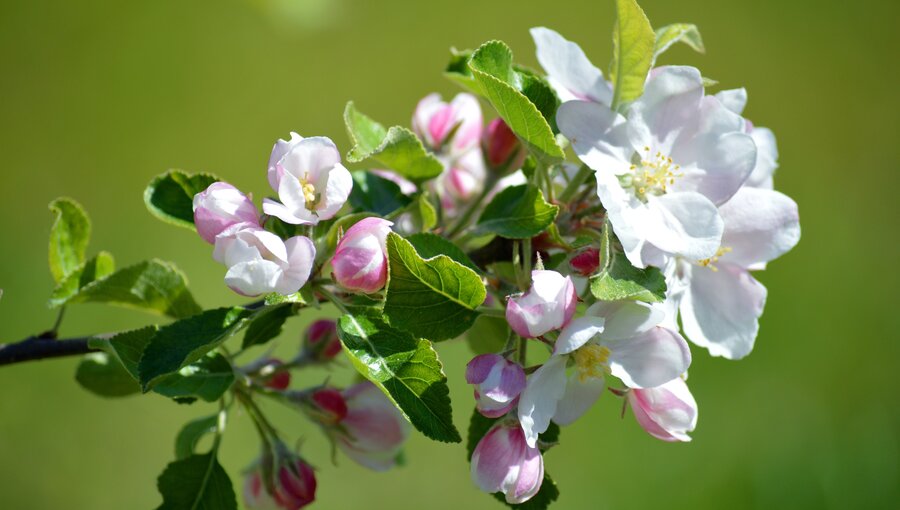 Ein blühender Apfelbaumzweig mit weißen und rosa Blüten sowie frischen grünen Blättern. Die Blüten sind in verschiedenen Entwicklungsstadien, einige sind vollständig geöffnet, während andere noch geschlossen sind. Der Hintergrund ist unscharf und grün.