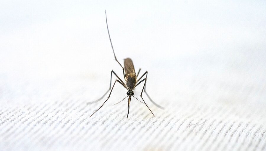 Nahaufnahme einer Mücke, die auf einem hellen Hintergrund sitzt. Die Mücke hat lange Beine und einen schmalen Körper, mit auffälligen Fühlern. Die Bildkomposition hebt die Details des Insekts hervor.