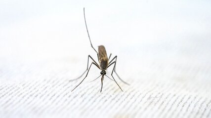 Nahaufnahme einer Mücke, die auf einem hellen Hintergrund sitzt. Die Mücke hat lange Beine und einen schmalen Körper, mit auffälligen Fühlern. Die Bildkomposition hebt die Details des Insekts hervor.
