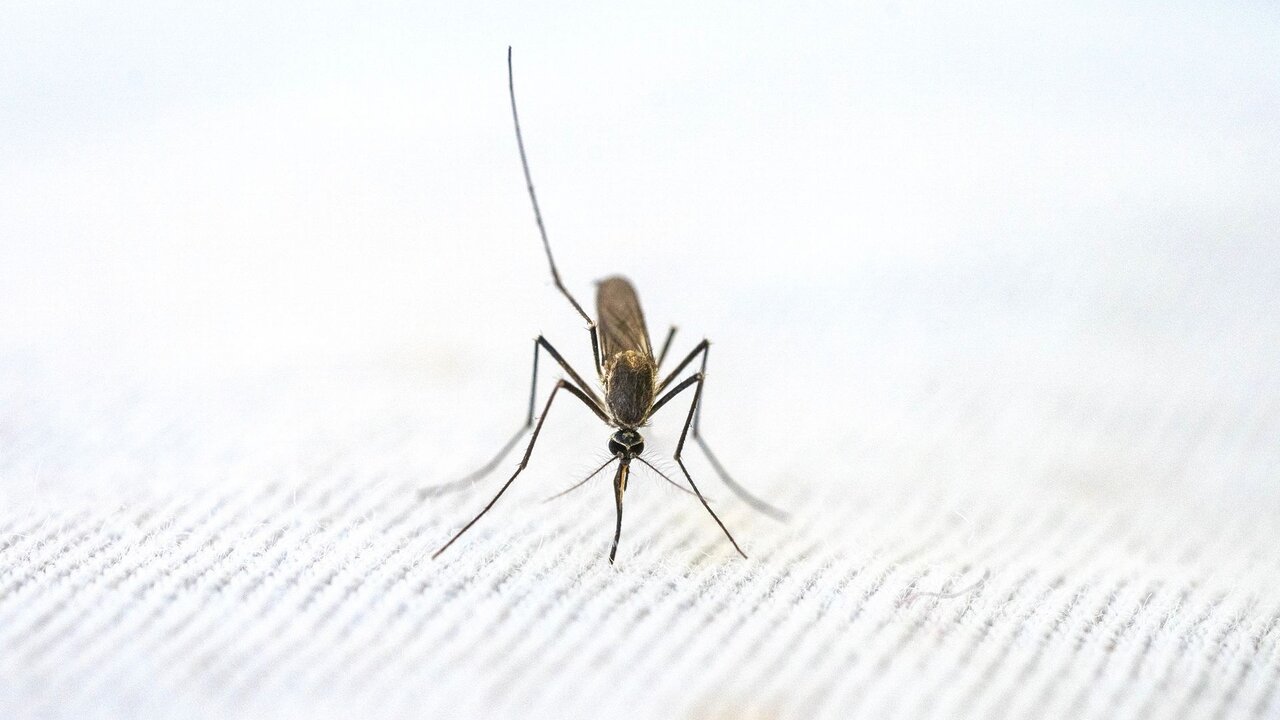 Nahaufnahme einer Mücke, die auf einem hellen Hintergrund sitzt. Die Mücke hat lange Beine und einen schmalen Körper, mit auffälligen Fühlern. Die Bildkomposition hebt die Details des Insekts hervor.