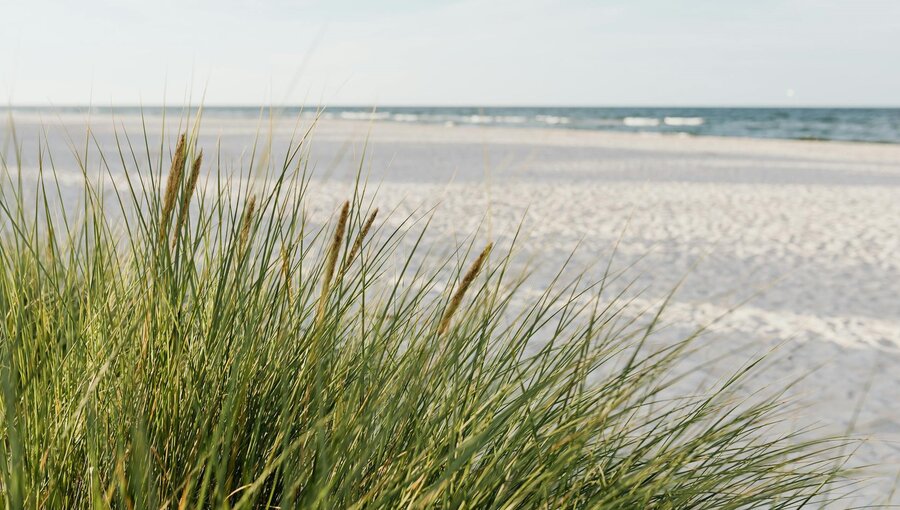 Grüne Strandgräser wachsen in der Nähe des Meeres. Im Hintergrund erstreckt sich der sanfte, weiße Sandstrand, während die Wellen des Wassers sanft an den Strand rollen. Der Himmel ist klar und hell, was eine ruhige, friedliche Atmosphäre schafft.