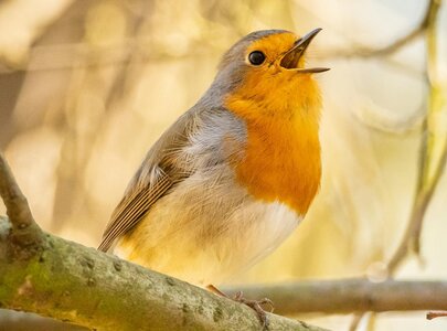 Ein Rotkehlchen sitzt auf einem Ast. Der Vogel hat ein leuchtend orangefarbenes Brustgefieder und graue Flügel. Es scheint, als würde es singen, während es den Kopf leicht nach oben geneigt hat. Der Hintergrund ist verschwommen und zeigt eine sanfte, natürliche Umgebung.