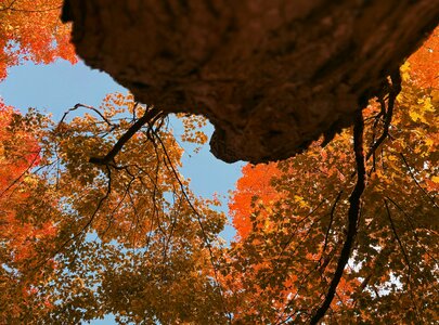 Blick von unten auf einen Baumstamm, umgeben von leuchtend orangefarbenen und roten Blättern. Der Himmel ist klar und blau zu sehen, während die bunten Blätter die Herbststimmung widerspiegeln.