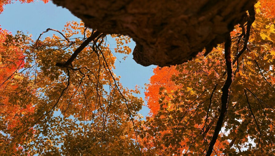Blick von unten auf einen Baumstamm, umgeben von leuchtend orangefarbenen und roten Blättern. Der Himmel ist klar und blau zu sehen, während die bunten Blätter die Herbststimmung widerspiegeln.