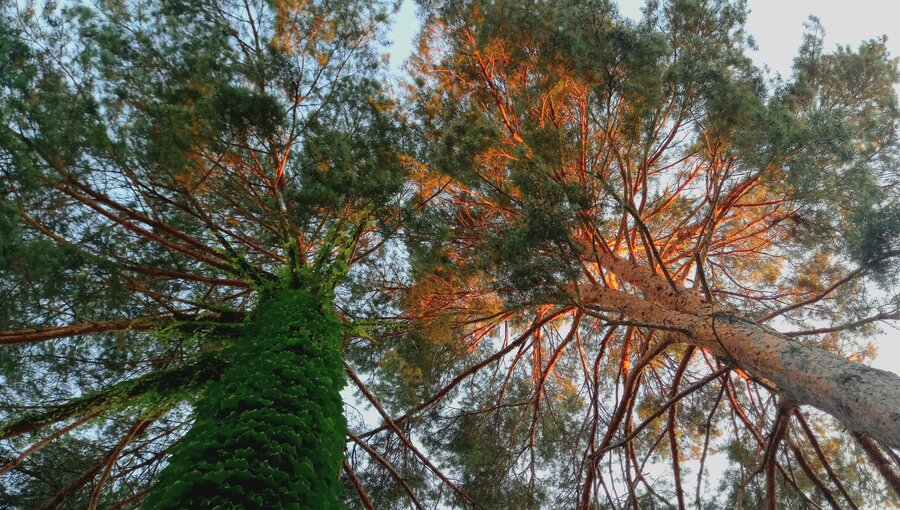 Ein Blick nach oben auf zwei hohe Bäume. Der linke Baum ist von grünem Efeu bedeckt, während der rechte Baum eine trockene Rinde hat. Das Sonnenlicht strahlt durch die Zweige und wirft einen warmen Schein auf die Baumkronen.