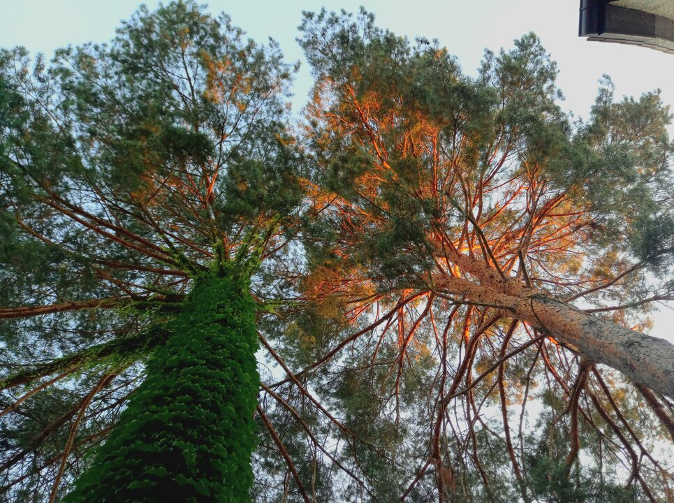 Ein Blick nach oben auf zwei hohe Bäume. Der linke Baum ist von grünem Efeu bedeckt, während der rechte Baum eine trockene Rinde hat. Das Sonnenlicht strahlt durch die Zweige und wirft einen warmen Schein auf die Baumkronen.