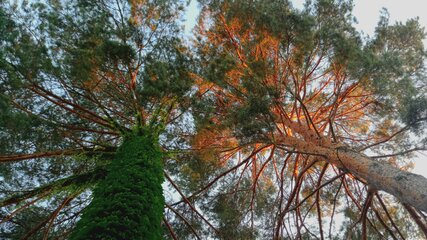 Ein Blick nach oben auf zwei hohe Bäume. Der linke Baum ist von grünem Efeu bedeckt, während der rechte Baum eine trockene Rinde hat. Das Sonnenlicht strahlt durch die Zweige und wirft einen warmen Schein auf die Baumkronen.
