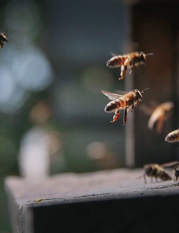 Eine Gruppe von Bienen fliegt um einen Bienenstock. Einige Bienen fliegen hinein, während andere in der Luft schweben. Die Szene zeigt die Aktivität und den geschäftigen Lebensstil der Bienen in einem Garten oder einer natürlichen Umgebung.