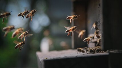Eine Gruppe von Bienen fliegt um einen Bienenstock. Einige Bienen fliegen hinein, während andere in der Luft schweben. Die Szene zeigt die Aktivität und den geschäftigen Lebensstil der Bienen in einem Garten oder einer natürlichen Umgebung.