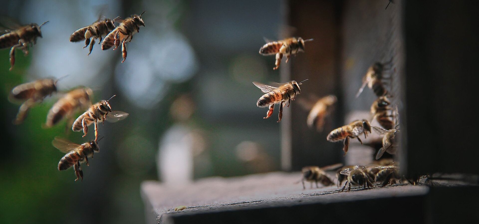 Eine Gruppe von Bienen fliegt um einen Bienenstock. Einige Bienen fliegen hinein, während andere in der Luft schweben. Die Szene zeigt die Aktivität und den geschäftigen Lebensstil der Bienen in einem Garten oder einer natürlichen Umgebung.