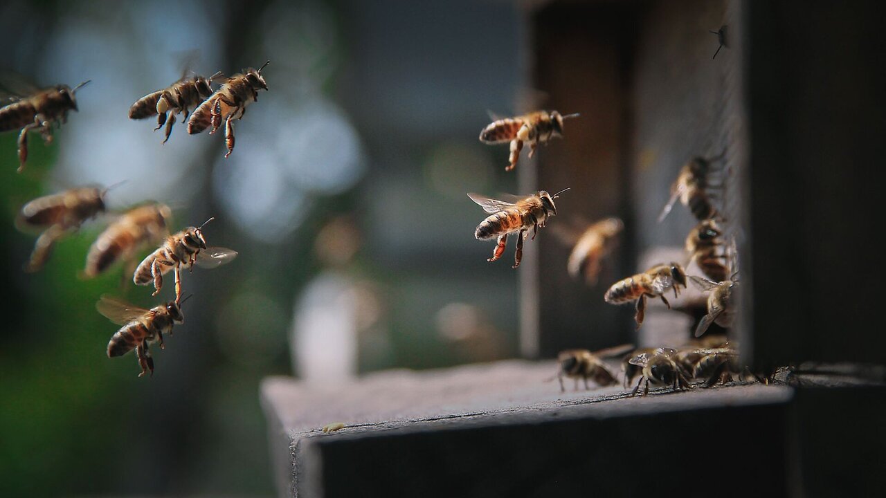 Eine Gruppe von Bienen fliegt um einen Bienenstock. Einige Bienen fliegen hinein, während andere in der Luft schweben. Die Szene zeigt die Aktivität und den geschäftigen Lebensstil der Bienen in einem Garten oder einer natürlichen Umgebung.