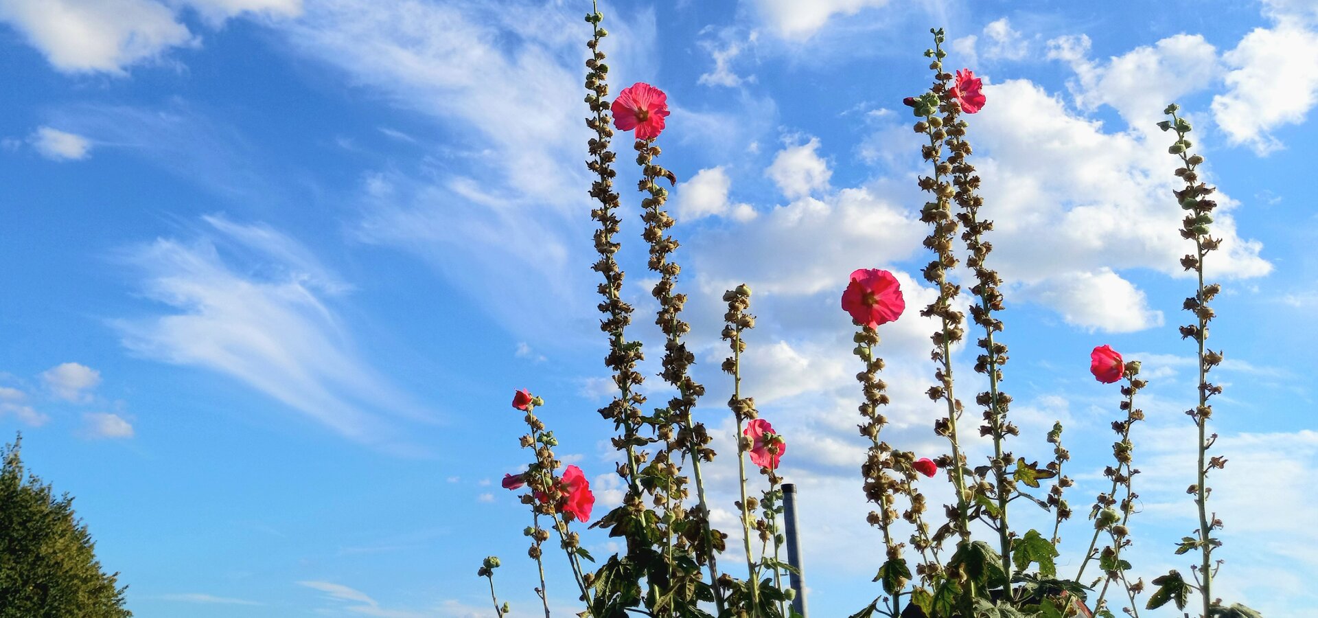 Helle, rot blühende Pflanzen stehen vor einem strahlend blauen Himmel mit einigen weißen Wolken. Die Blumen sind hochgewachsen und heben sich deutlich vom Hintergrund ab, während der Himmel den Eindruck eines schönen, sonnigen Tages vermittelt.