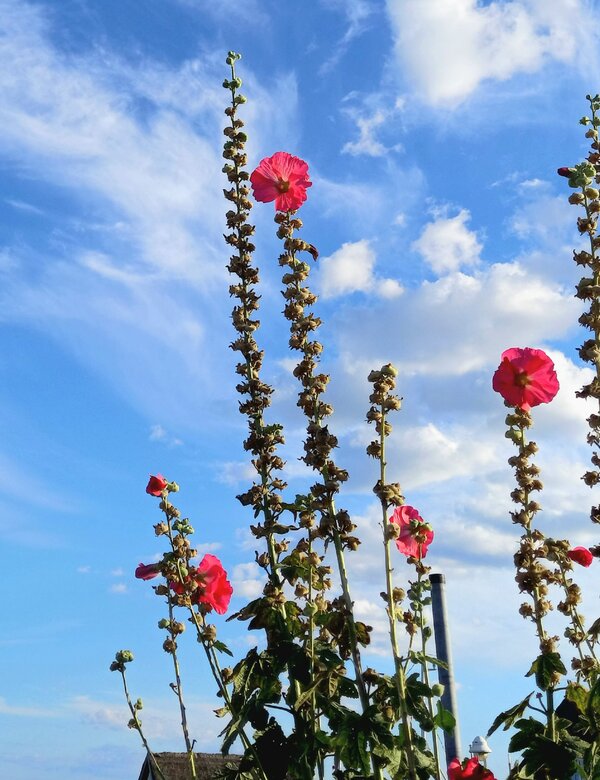 Helle, rot blühende Pflanzen stehen vor einem strahlend blauen Himmel mit einigen weißen Wolken. Die Blumen sind hochgewachsen und heben sich deutlich vom Hintergrund ab, während der Himmel den Eindruck eines schönen, sonnigen Tages vermittelt.