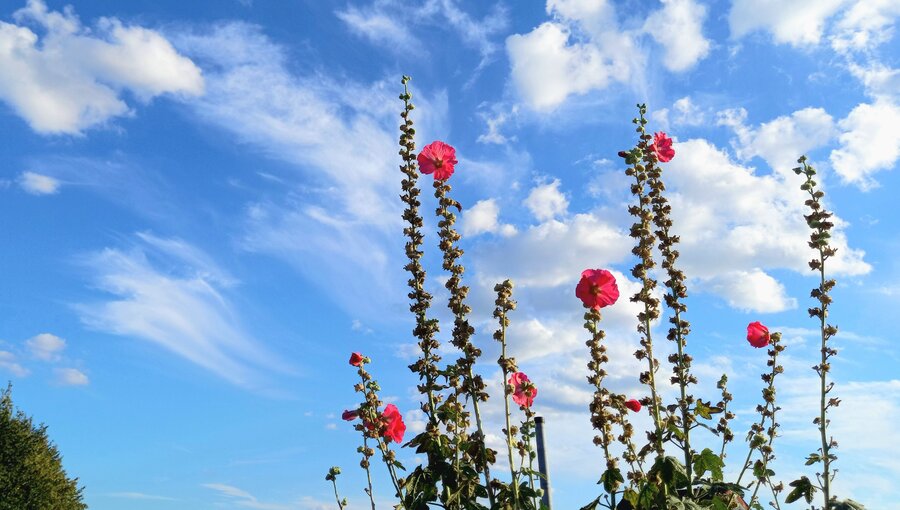 Helle, rot blühende Pflanzen stehen vor einem strahlend blauen Himmel mit einigen weißen Wolken. Die Blumen sind hochgewachsen und heben sich deutlich vom Hintergrund ab, während der Himmel den Eindruck eines schönen, sonnigen Tages vermittelt.
