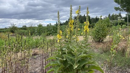 Die Königskerze mit ihren gelben Blüten