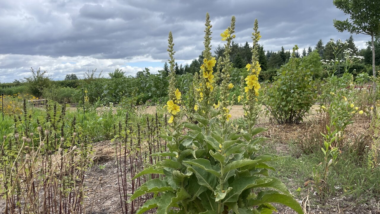 Die Königskerze mit ihren gelben Blüten