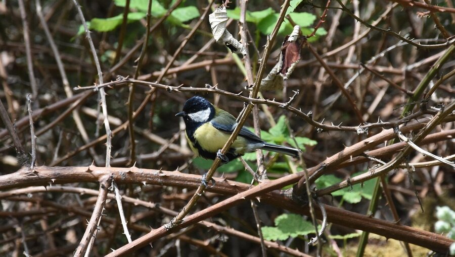 Ein kleiner Vogel sitzt auf einem Ast zwischen dornigen Zweigen und Blättern. Der Vogel hat einen schwarz-weißen Kopf und eine gelbe Unterseite. Die Umgebung ist von dichten, braunen Ästen und grünem Laub geprägt.